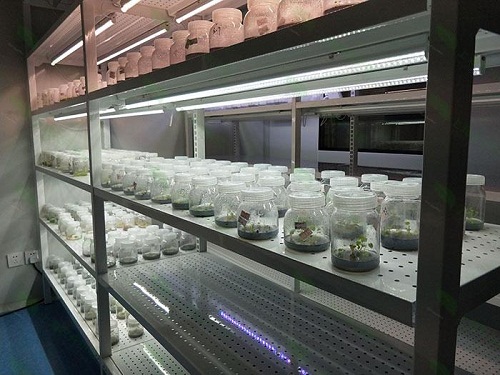 浙江植物组织培养实验室设计建设方案